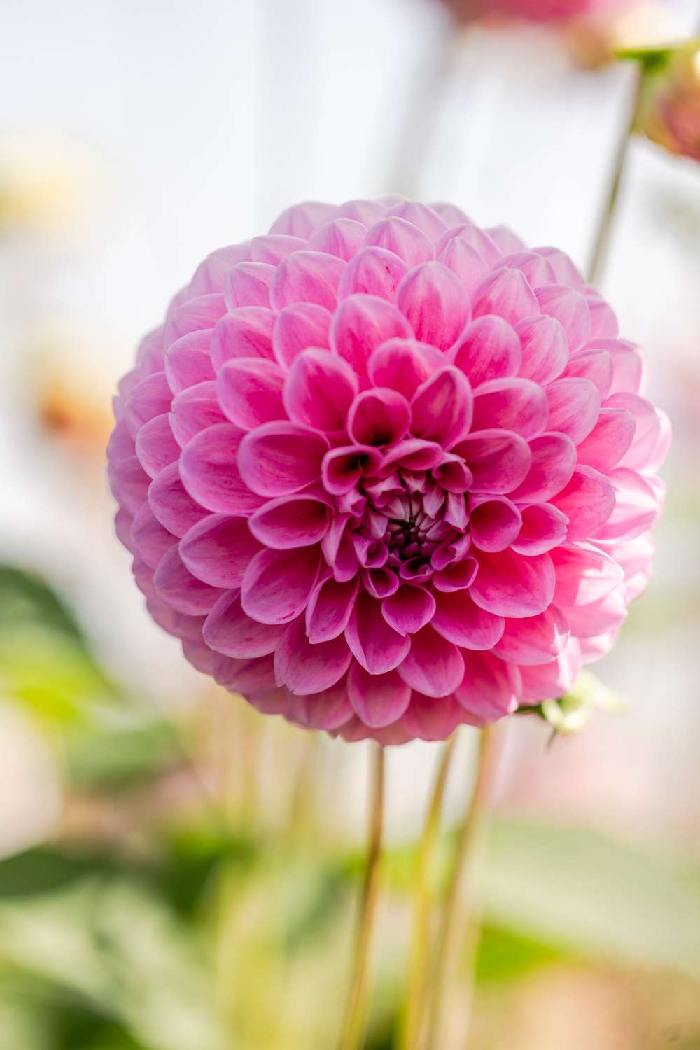 Dahlia Sweet Fabienne